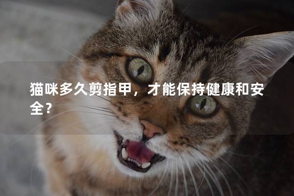猫咪多久剪指甲，才能保持健康和安全？
