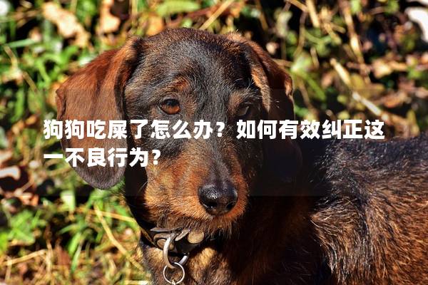 狗狗吃屎了怎么办？如何有效纠正这一不良行为？