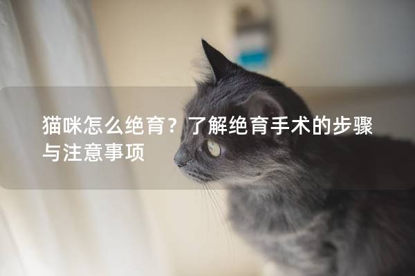 猫咪怎么绝育？了解绝育手术的步骤与注意事项