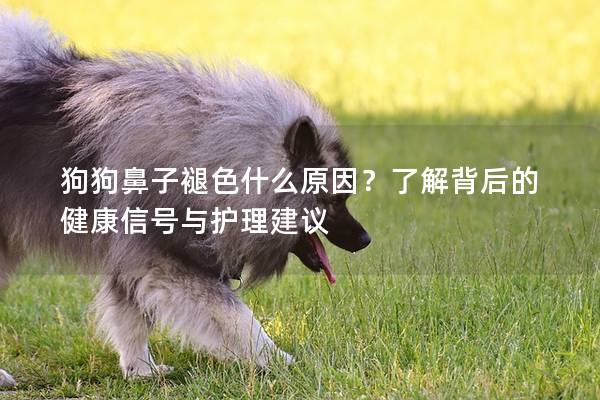 狗狗鼻子褪色什么原因？了解背后的健康信号与护理建议