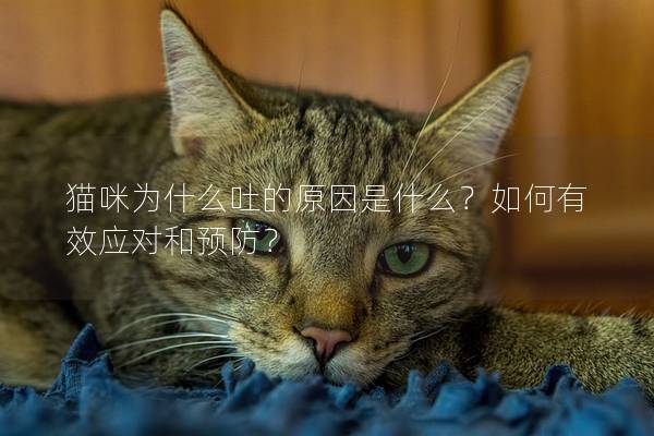 猫咪为什么吐的原因是什么？如何有效应对和预防？