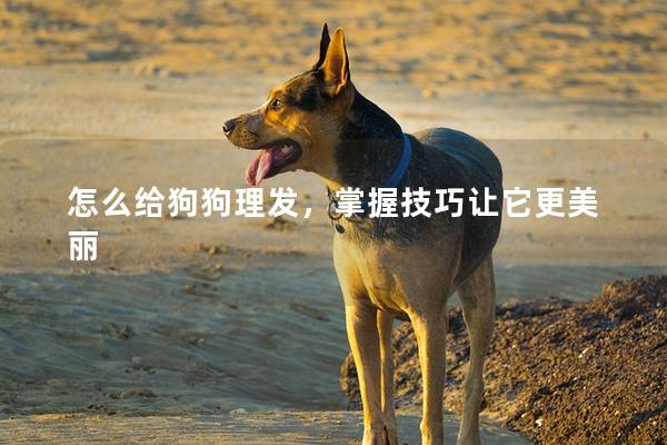 怎么给狗狗理发，掌握技巧让它更美丽