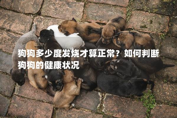 狗狗多少度发烧才算正常？如何判断狗狗的健康状况