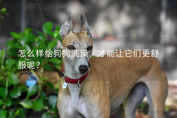 怎么样给狗狗洗澡，才能让它们更舒服呢？
