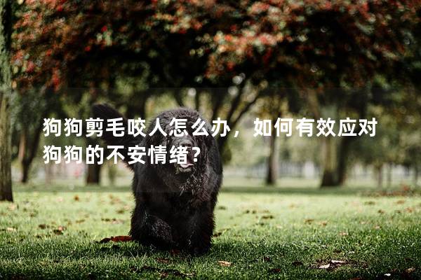 狗狗剪毛咬人怎么办，如何有效应对狗狗的不安情绪？