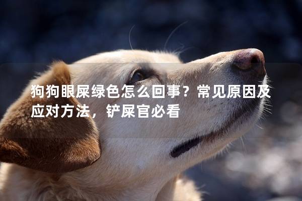 狗狗眼屎绿色怎么回事？常见原因及应对方法，铲屎官必看