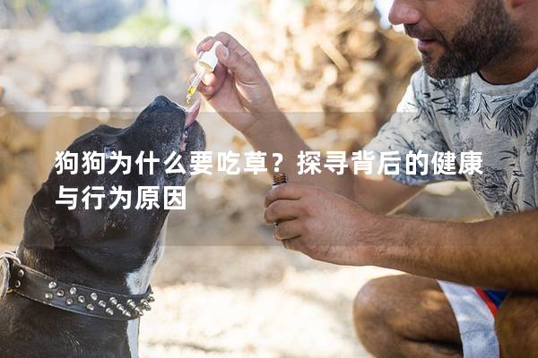 狗狗为什么要吃草？探寻背后的健康与行为原因