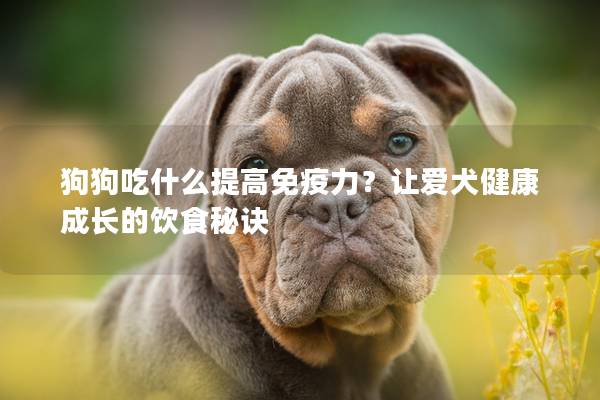 狗狗吃什么提高免疫力？让爱犬健康成长的饮食秘诀