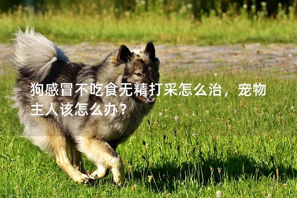 狗感冒不吃食无精打采怎么治，宠物主人该怎么办？