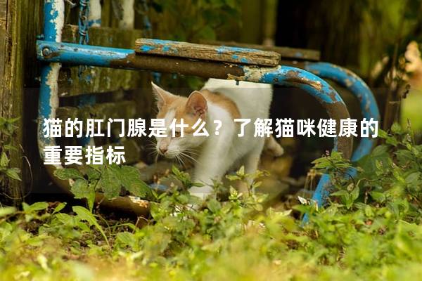 猫的肛门腺是什么？了解猫咪健康的重要指标