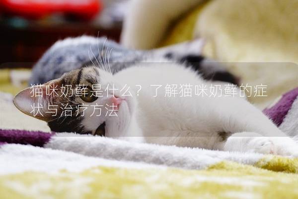 猫咪奶藓是什么？了解猫咪奶藓的症状与治疗方法