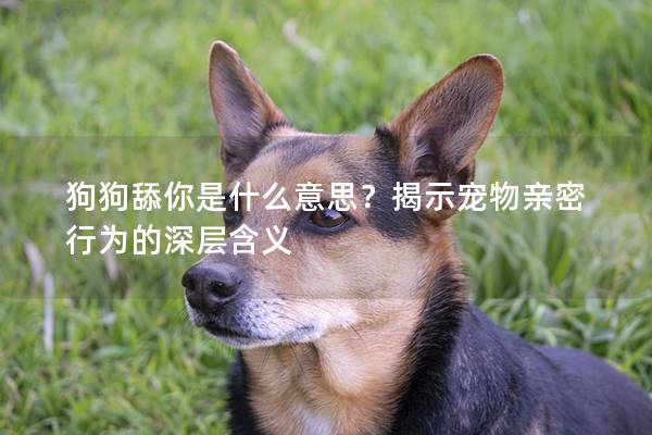狗狗舔你是什么意思？揭示宠物亲密行为的深层含义