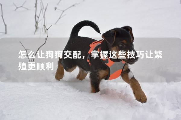 怎么让狗狗交配，掌握这些技巧让繁殖更顺利