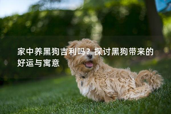 家中养黑狗吉利吗？探讨黑狗带来的好运与寓意