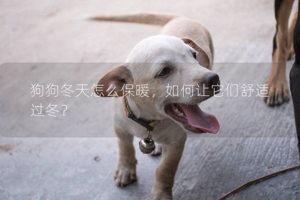 狗狗冬天怎么保暖，如何让它们舒适过冬？