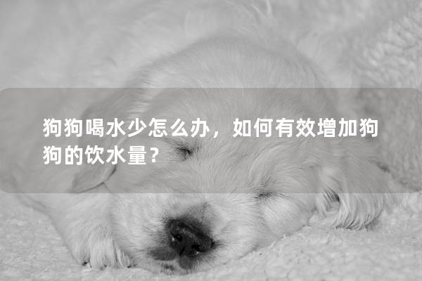 狗狗喝水少怎么办，如何有效增加狗狗的饮水量？
