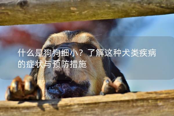 什么是狗狗细小？了解这种犬类疾病的症状与预防措施