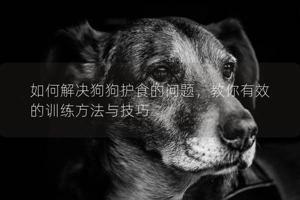 如何解决狗狗护食的问题，教你有效的训练方法与技巧