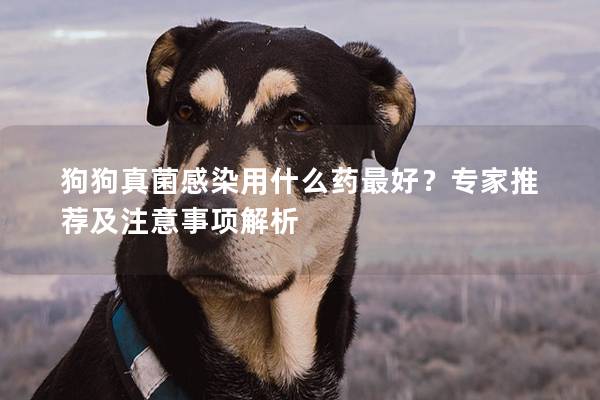 狗狗真菌感染用什么药最好？专家推荐及注意事项解析