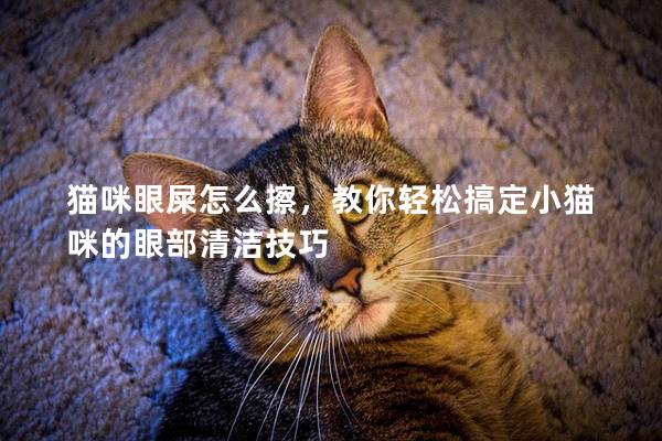 猫咪眼屎怎么擦，教你轻松搞定小猫咪的眼部清洁技巧