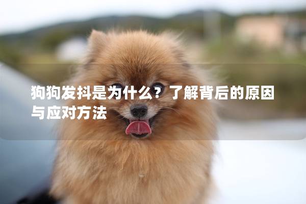 狗狗发抖是为什么？了解背后的原因与应对方法