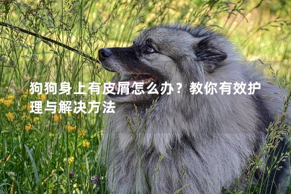 狗狗身上有皮屑怎么办？教你有效护理与解决方法
