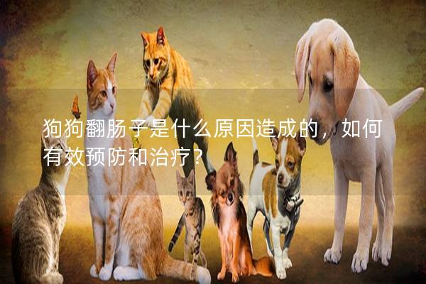 狗狗翻肠子是什么原因造成的，如何有效预防和治疗？