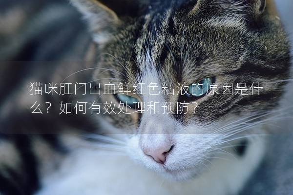 猫咪肛门出血鲜红色粘液的原因是什么？如何有效处理和预防？
