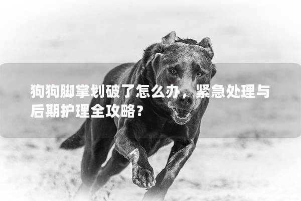 狗狗脚掌划破了怎么办，紧急处理与后期护理全攻略？