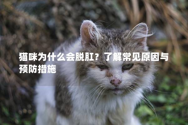 猫咪为什么会脱肛？了解常见原因与预防措施