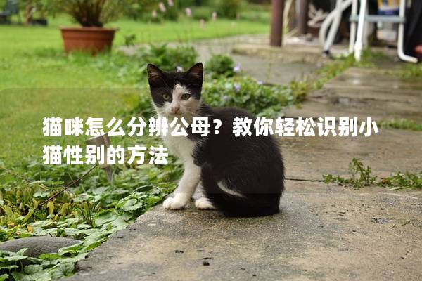 猫咪怎么分辨公母？教你轻松识别小猫性别的方法
