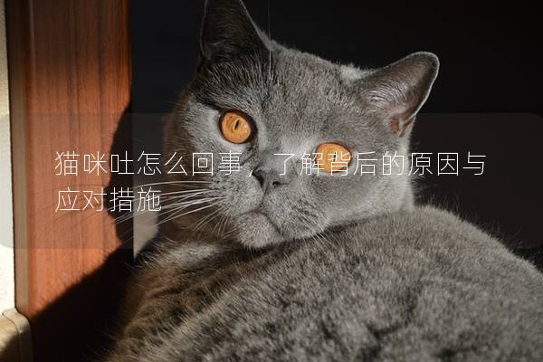 猫咪吐怎么回事，了解背后的原因与应对措施
