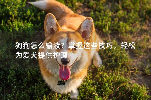 狗狗怎么输液？掌握这些技巧，轻松为爱犬提供护理