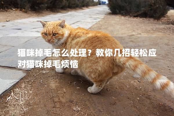 猫咪掉毛怎么处理？教你几招轻松应对猫咪掉毛烦恼