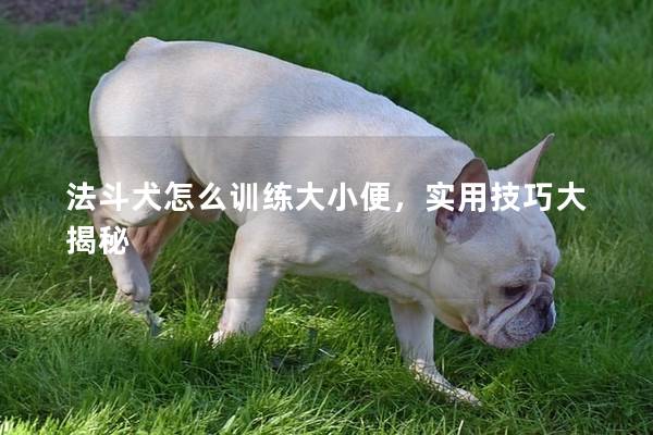法斗犬怎么训练大小便，实用技巧大揭秘