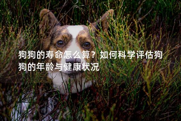 狗狗的寿命怎么算？如何科学评估狗狗的年龄与健康状况