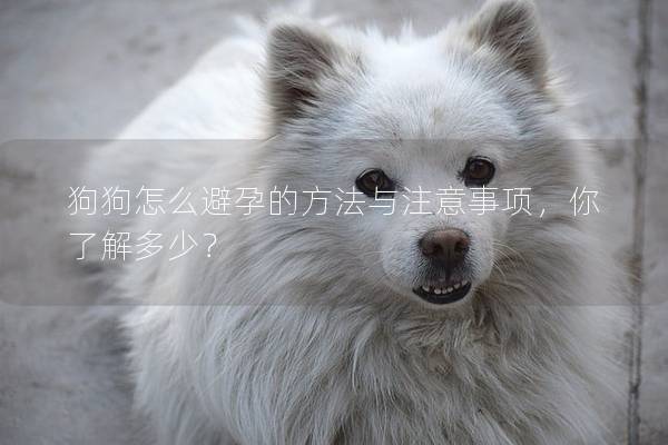 狗狗怎么避孕的方法与注意事项，你了解多少？