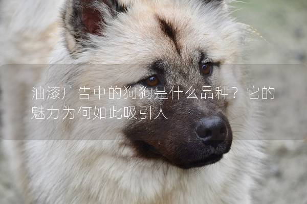 油漆广告中的狗狗是什么品种？它的魅力为何如此吸引人
