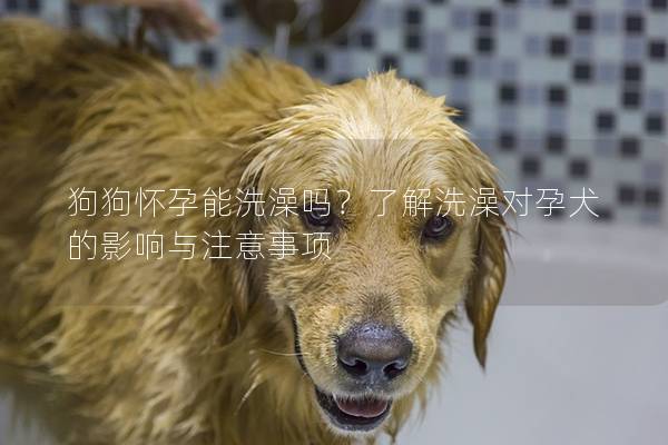 狗狗怀孕能洗澡吗？了解洗澡对孕犬的影响与注意事项