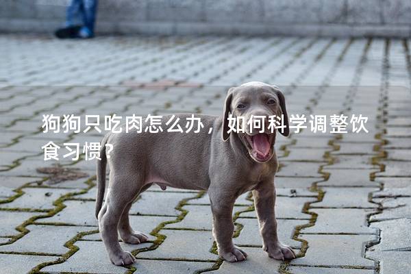 狗狗只吃肉怎么办，如何科学调整饮食习惯？