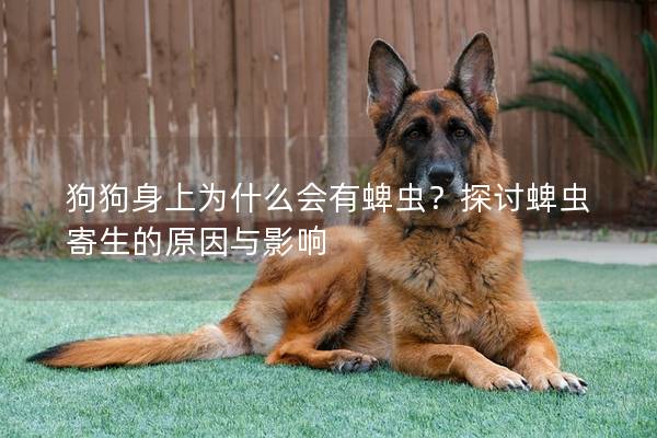 狗狗身上为什么会有蜱虫？探讨蜱虫寄生的原因与影响