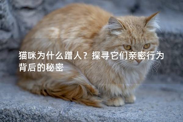 猫咪为什么蹭人？探寻它们亲密行为背后的秘密