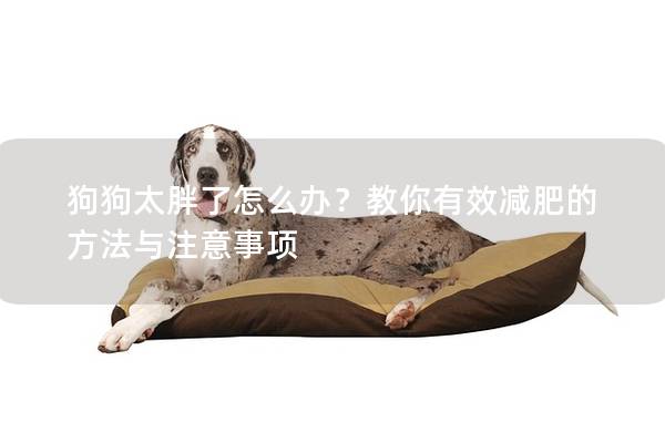 狗狗太胖了怎么办？教你有效减肥的方法与注意事项
