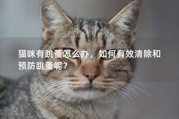 猫咪有跳蚤怎么办，如何有效清除和预防跳蚤呢？