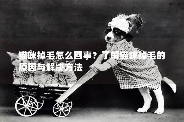 猫咪掉毛怎么回事？了解猫咪掉毛的原因与解决方法