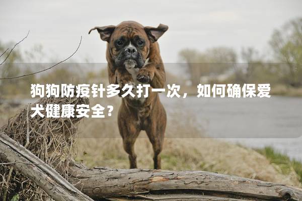 狗狗防疫针多久打一次，如何确保爱犬健康安全？