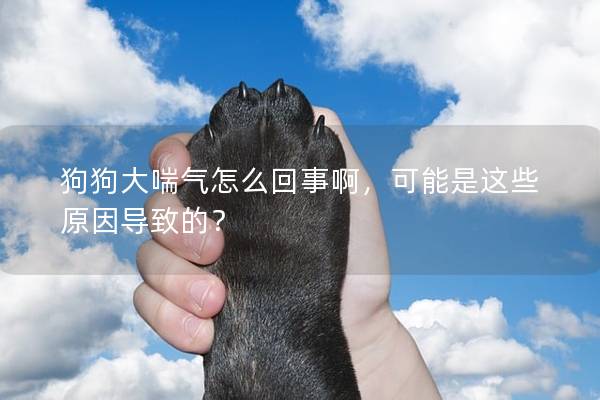 狗狗大喘气怎么回事啊，可能是这些原因导致的？