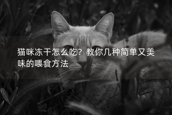 猫咪冻干怎么吃？教你几种简单又美味的喂食方法