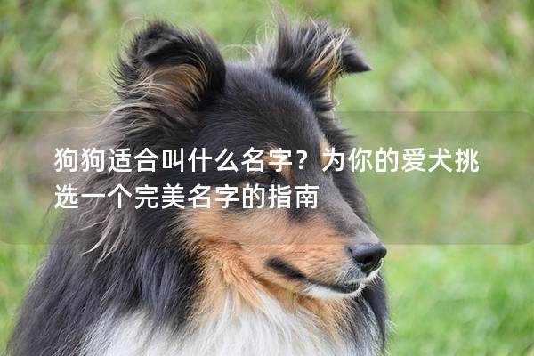 狗狗适合叫什么名字？为你的爱犬挑选一个完美名字的指南