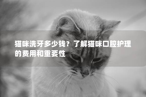 猫咪洗牙多少钱？了解猫咪口腔护理的费用和重要性